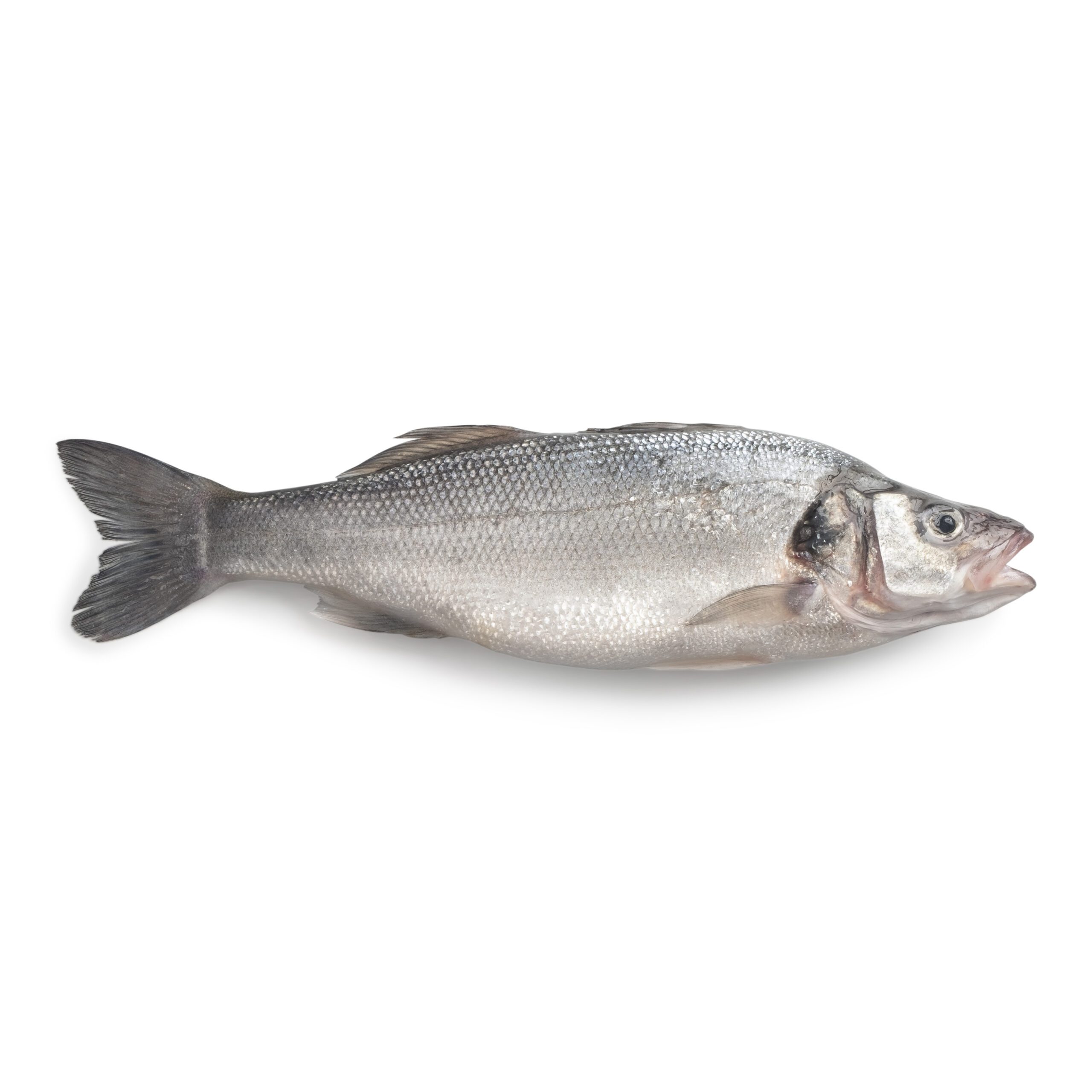 European Sea Bass product image