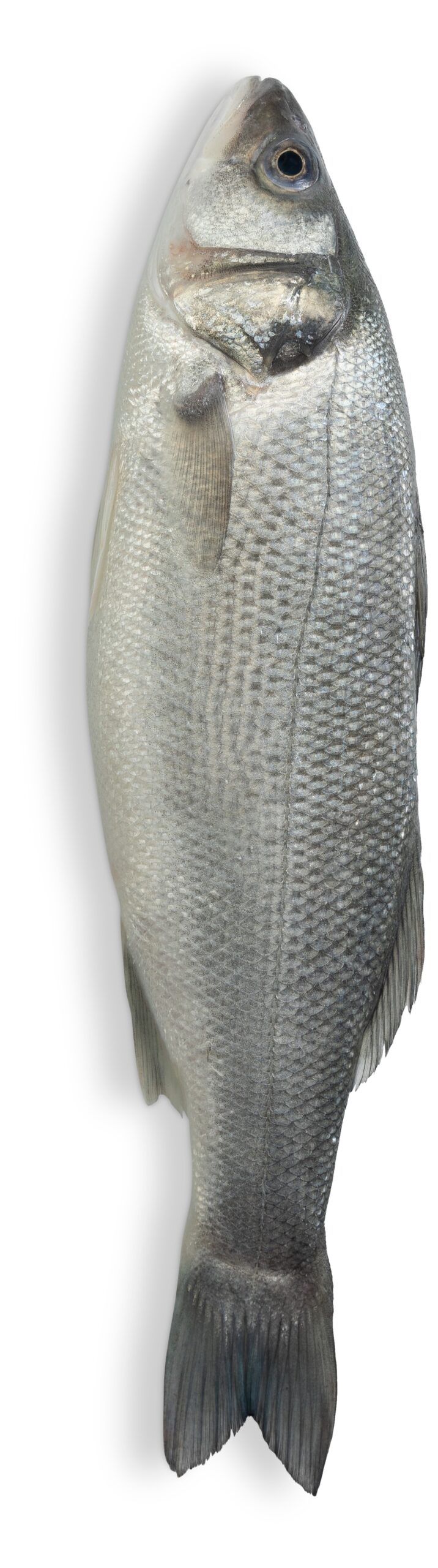 Whole sea bass product image