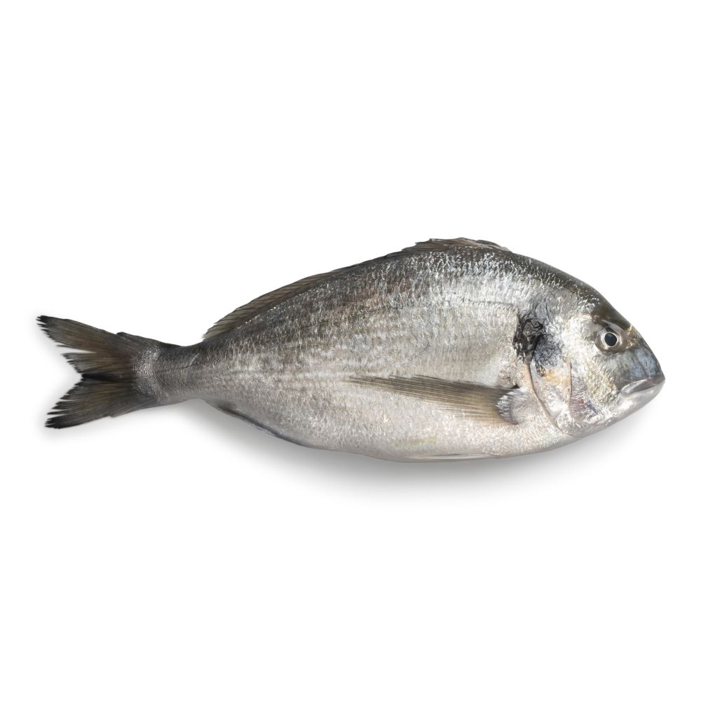 Fresh Sea Bream Sparus Aurata whole fish